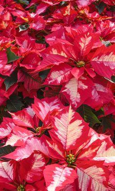 These Gorgeous Poinsettias Will Keep Your Spirits Bright Flower Delivery