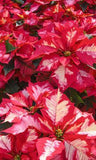 These Gorgeous Poinsettias Will Keep Your Spirits Bright Flower Delivery