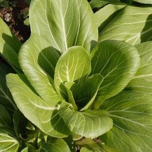 100 seeds Ching Chiang Shanghai Bak Choi