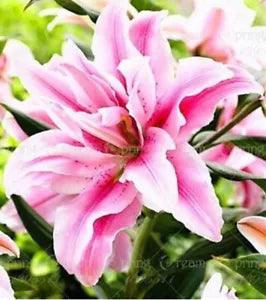20 SEEDS for Baby Pink LILY RARE flower exotic home garden plant USA Seller