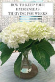 How to Keep Hydrangeas Alive Flower Delivery