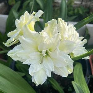 White Amaryllis Bulbs Beauty, Hippeastrum Lily Bulbs For Garden, Lily Flowers Bulbs, Gift mom