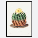 Golden Barrel Cactus Botanical Flowers Vintage Wall Art Print | Succulent, Green Plants, Colorful Floral Poster, Retro Antique Decor #BA30