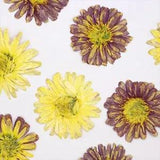 12PCS real Pressed Marguerite Paris daisy Flower, 3 natural colors  FSS52