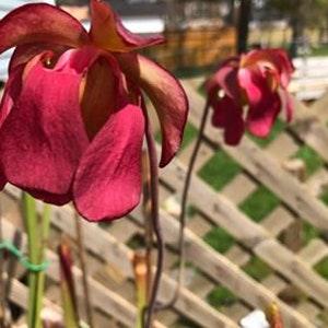 Carnivorous Plant Pitcher Plant Pest Control White Top Pitcher Plant "Alba" 7 seeds