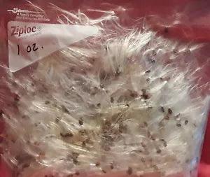 Milkweed Seed Fluff 1 Oz. Bag Floss Wedding Flyers Decor Arts Crafts Wind Check