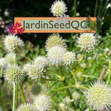 Eryngium yuccifolium Rattlesnake master 30 seeds