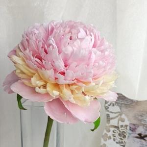 Peony. Pink peony. Peony bouquet. Real touch flowers. Clay flower. Spring flowers. Polymer clay peony.