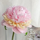 Peony. Pink peony. Peony bouquet. Real touch flowers. Clay flower. Spring flowers. Polymer clay peony.