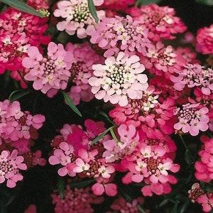 100 Pcs Mixed  Candytuft Umbellata  Flower Seeds-Beautiful  Annual Iberis Flower-  FL305