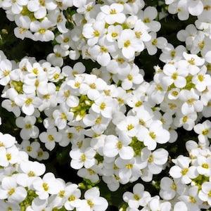 Alpine Rock Cress White Flowers 0.3g / 300 Seeds - Arabis Alpina GMO FREE