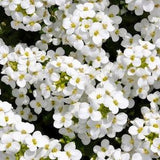 Alpine Rock Cress White Flowers 0.3g / 300 Seeds - Arabis Alpina GMO FREE