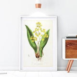 Yellow Orchid Giclee Art Print, Vintage Botanical Orchid Plant Illustration, Flower Kitchen Poster, Archival Quality Orchid Wall Art #133