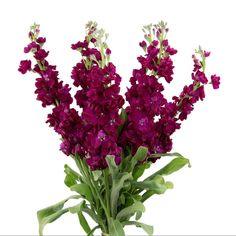 Stock Burgundy - 40 Stem Bunch Flower Delivery