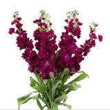 Stock Burgundy - 40 Stem Bunch Flower Delivery