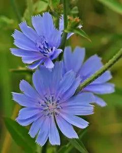 2000 Seeds CHICORY (Blue Daisy / Blue Sailors / Coffeeweed / Succory)