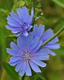 2000 Seeds CHICORY (Blue Daisy / Blue Sailors / Coffeeweed / Succory)