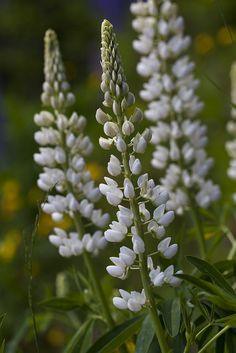 Lupinus albus | Wei?-Lupine, Dachsteingebirge, ?sterreich Flower Delivery