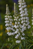 Lupinus albus | Wei?-Lupine, Dachsteingebirge, ?sterreich Flower Delivery