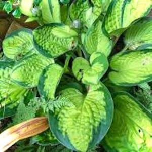 Quality Guacamole Hosta Seeds - 30 Seeds