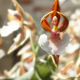 50pcs Orchid That Looks Like A Ballerina Flower Seeds (code 31)