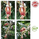 Snap Ginger Alpinia Fresh  Roots  Araththa Lily Plant Rhizome Exotic Flowers