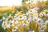 Daisy Poisoning in Dogs - Symptoms, Causes, Diagnosis, Treatment, Recovery, Management, Cost Flower Delivery