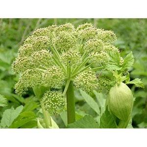 50+ Garden Angelica Flower Plant seeds- Holy Ghost Archangelica Flower-Wild Celery- Biennial Norwegian Angelica---B002