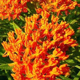 Orange Tuberosa Milkweed Seeds