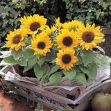 25 seeds Sunflower, Dwarf ??Incredible??(Helianthus annuus)