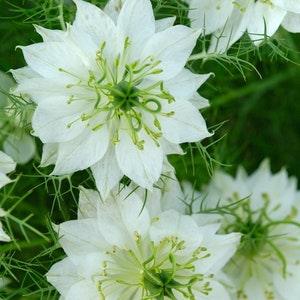 50 Pcs  Love in a Mist White Flower Seeds- Nigella African Bride/Nigella Damascena/White Nigella Flower/FL500
