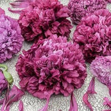 50+ seeds Papaver somniferum ??Violetta Blush?? (Poppy)