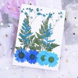 Variety of Small Pressed Dried Flowers for DIY Scrapbooking Art Craft Decoration