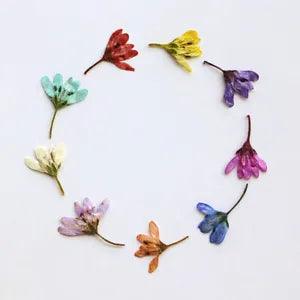 12PCS real Pressed Tiny Flower, 9 colors dyed floral supply for art craft FSS62
