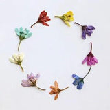 12PCS real Pressed Tiny Flower, 9 colors dyed floral supply for art craft FSS62