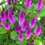 Ruby Parfait Celosia seeds 20 count