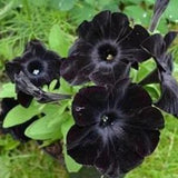 No 23 black Petunia Petunia 20 Seeds Zaden Black Petunia Rar Black Plants Seeds Petunia Seeds Gothik Plants Tohum Trailing Petunia