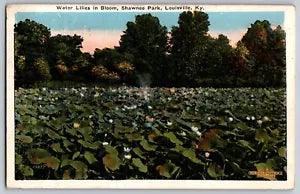 Louisville, Kentucky KY - Water Lilies in Bloom, Shawnee Park - Vintage Postcard
