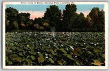 Louisville, Kentucky KY - Water Lilies in Bloom, Shawnee Park - Vintage Postcard