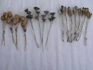 Faux Artificial Dried Flower Seed Pod Stems, Lot A