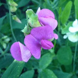 Everlasting Pea Perennial Sweet Pea Climbing Flowers Blend 1g - 20 Seeds - Lathyrus Latifolius NON GMO