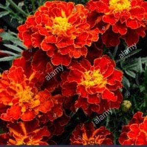 Marigold Carmen ?? Spanish Brocade ?? 25 seeds