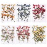 Crafts Decoration Real Dried Flowers Pressed Flowers Manual Embossed Plant