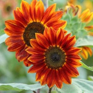 Medium Red Sunflower - 25/50 Seeds - Helianthus annuus - Open-Pollinated, Non-Hybrid & Non-GMO - Heirloom Canada Flower Seeds
