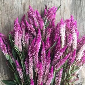 30 seeds Celosia (Celosia Spicata Flamingo) purple
