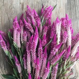 30 seeds Celosia (Celosia Spicata Flamingo) purple
