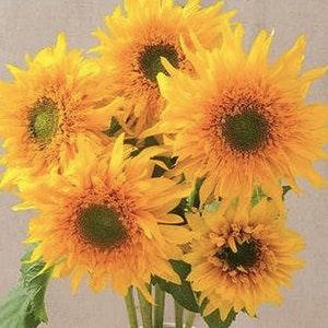 20+ seeds / Double Quick Orange Sunflower Seed / Single Stem Sunflower / Summer Flower Seeds  / (#84)