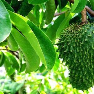 100+  Soursop Leaves, Dried Annona muricata, Guanabana leaf, Select Leaves Amount