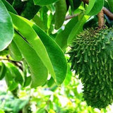 100+  Soursop Leaves, Dried Annona muricata, Guanabana leaf, Select Leaves Amount