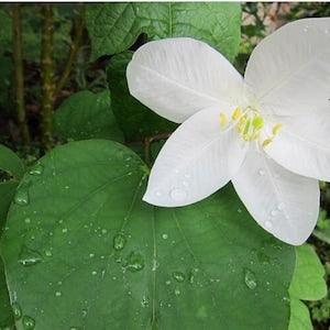 Bauhinia acuminata - Snowy Orchid Tree - 5 Seeds